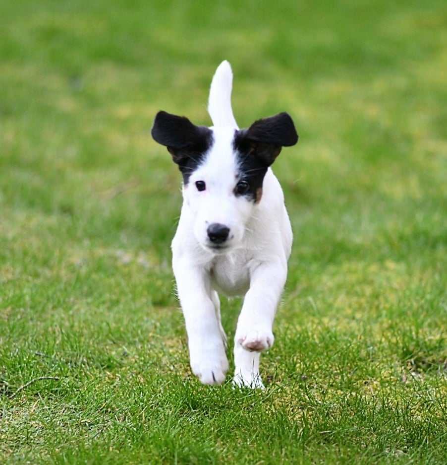 Itkins Rising Star "Bodil"